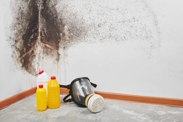 Best Health and Safety Mold Remediation in Ladysmith, WI