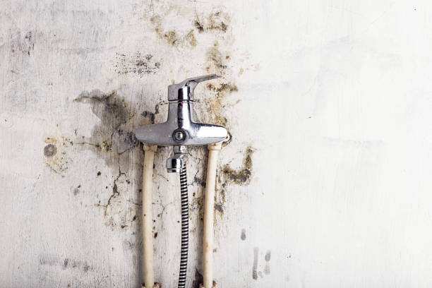 Best Post-Flood Mold Remediation in Ladysmith, WI