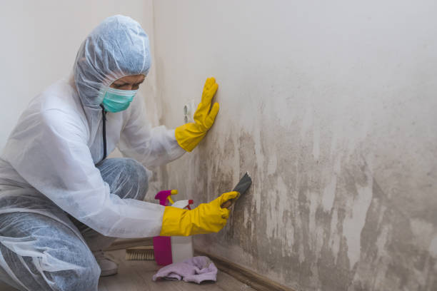 Best Residential Mold Remediation in Ladysmith, WI