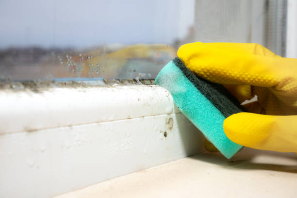 Best Basement Mold Remediation in Ladysmith, WI