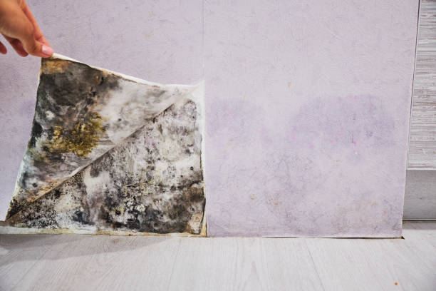 Best DIY Mold Remediation Support Services in Ladysmith, WI